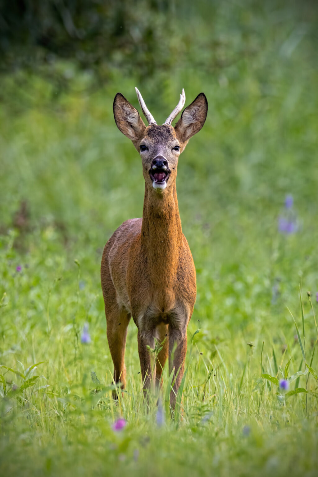 Roe deer buck barking on meadow in summertime nature