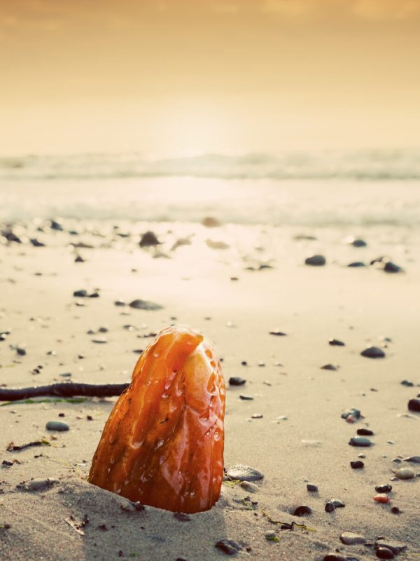 Amber stone on the beach. Precious gem, treasure concept. Baltic Sea, Poland.